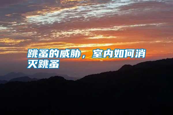 跳蚤的威脅，室內如何消滅跳蚤