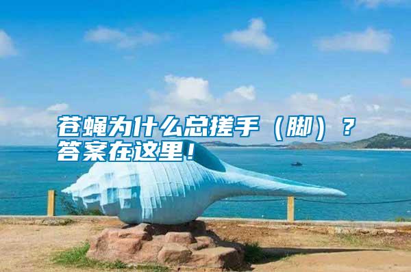 蒼蠅為什么總搓手（腳）？答案在這里！