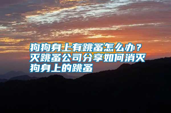 狗狗身上有跳蚤怎么辦？滅跳蚤公司分享如何消滅狗身上的跳蚤