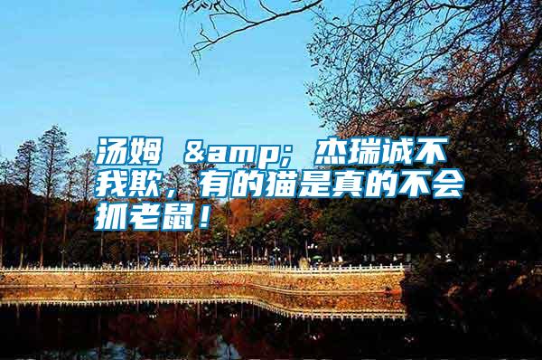 湯姆 & 杰瑞誠不我欺，有的貓是真的不會抓老鼠！