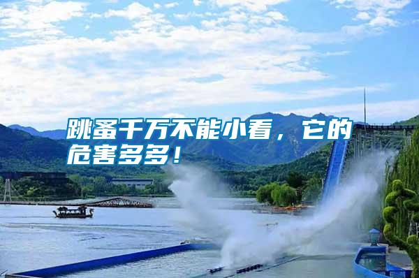 跳蚤千萬不能小看，它的危害多多！