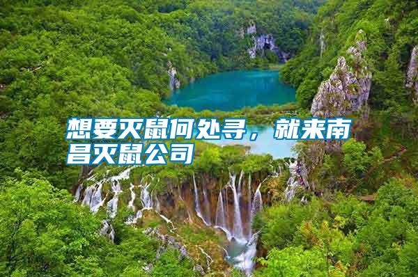 想要滅鼠何處尋，就來南昌滅鼠公司