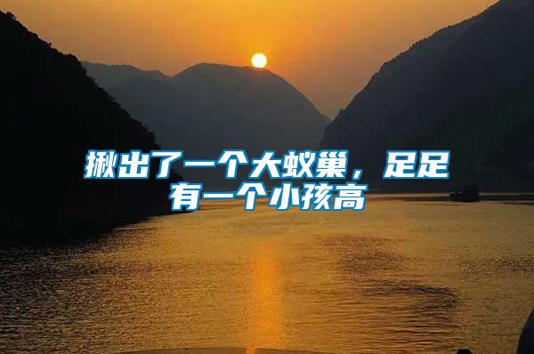 揪出了一個大蟻巢,足足有一個小孩高