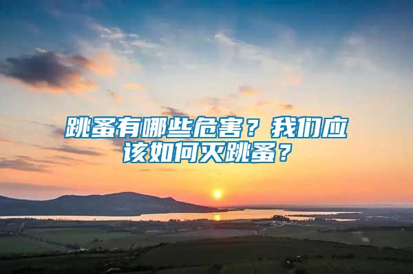 跳蚤有哪些危害？我們應(yīng)該如何滅跳蚤？