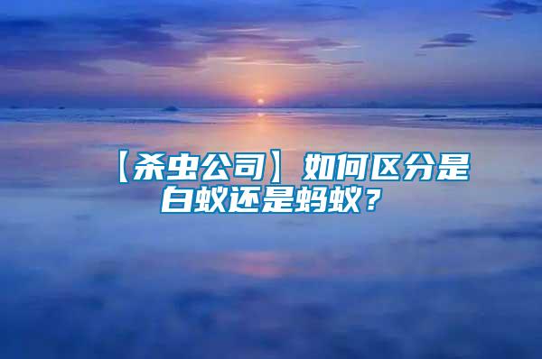 【殺蟲公司】如何區(qū)分是白蟻還是螞蟻?