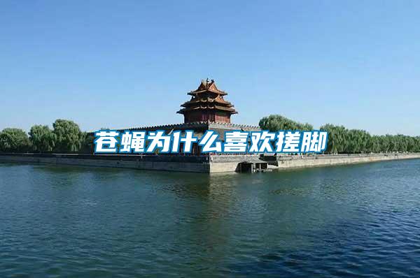 蒼蠅為什么喜歡搓腳