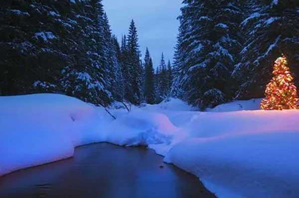 深圳白蟻防治：主要通過“爬、飛、帶”三種途徑入侵居民家