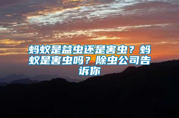 螞蟻是益蟲還是害蟲？螞蟻是害蟲嗎？除蟲公司告訴你