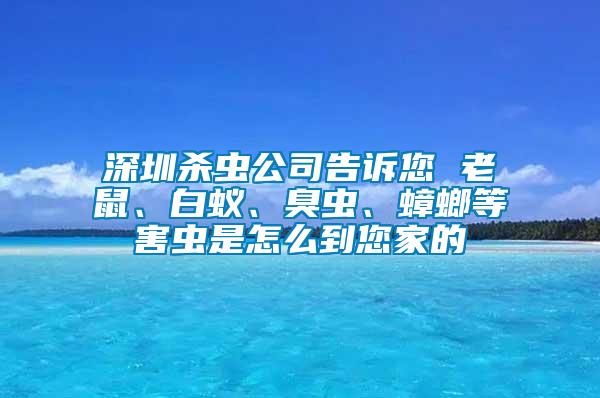 深圳殺蟲公司告訴您 老鼠、白蟻、臭蟲、蟑螂等害蟲是怎么到您家的