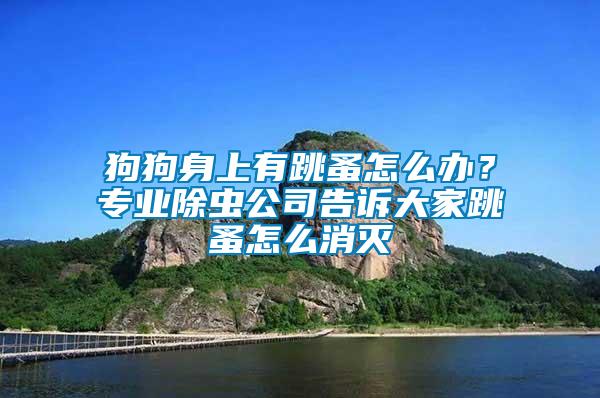 狗狗身上有跳蚤怎么辦？專業(yè)除蟲公司告訴大家跳蚤怎么消滅