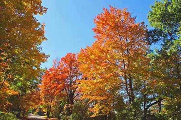 滅螞蟻公司,滅螞蟻公司