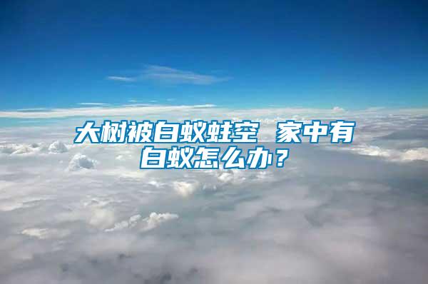 大樹被白蟻蛀空 家中有白蟻怎么辦？