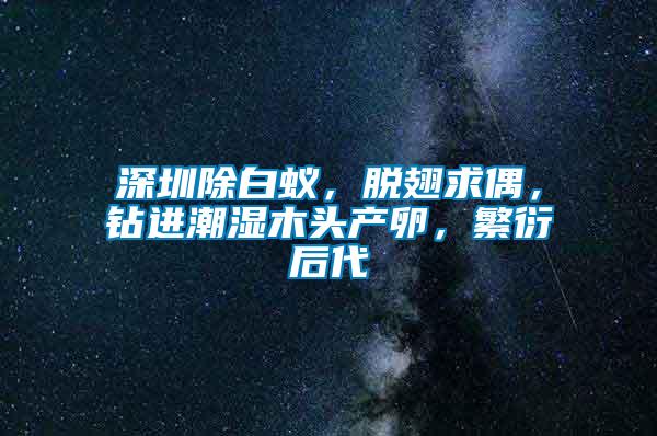 深圳除白蟻，脫翅求偶，鉆進(jìn)潮濕木頭產(chǎn)卵，繁衍后代