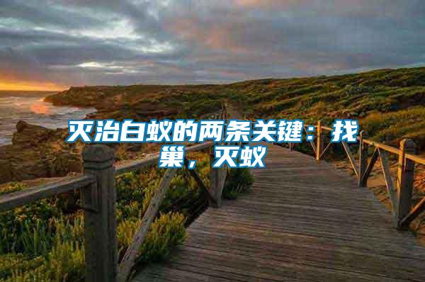 滅治白蟻的兩條關鍵：找巢，滅蟻