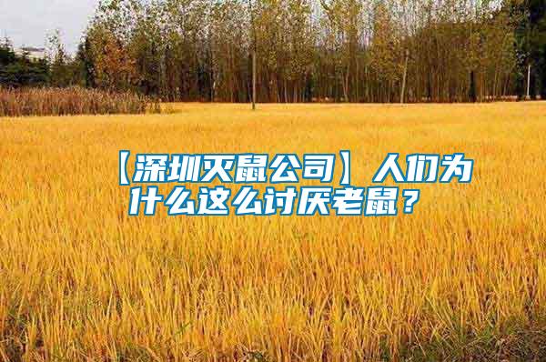 【深圳滅鼠公司】人們?yōu)槭裁催@么討厭老鼠?