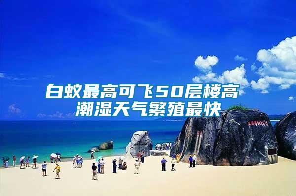 白蟻最高可飛50層樓高 潮濕天氣繁殖最快