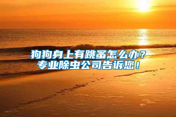 狗狗身上有跳蚤怎么辦？專業除蟲公司告訴您！
