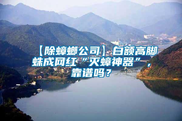 【除蟑螂公司】白額高腳蛛成網紅“滅蟑神器”，靠譜嗎？