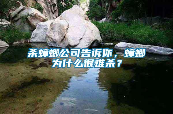 殺蟑螂公司告訴你，蟑螂為什么很難殺？