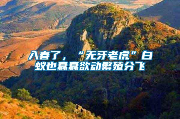 入春了，“無牙老虎”白蟻也蠢蠢欲動繁殖分飛