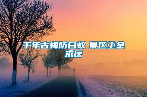千年古梅防白蟻 景區重金求醫