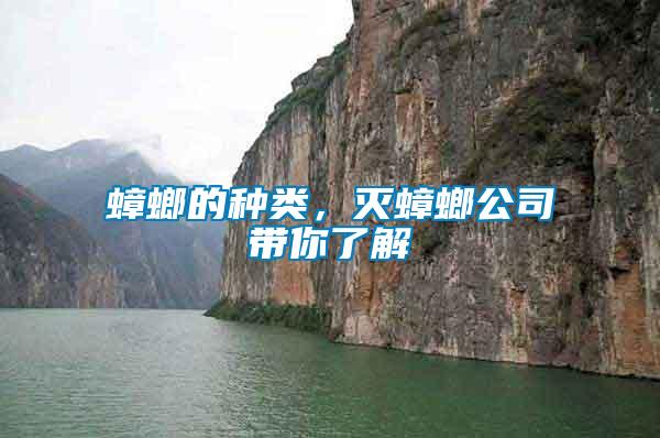 蟑螂的種類，滅蟑螂公司帶你了解