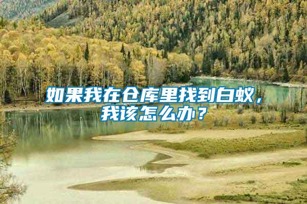 如果我在倉庫里找到白蟻，我該怎么辦？