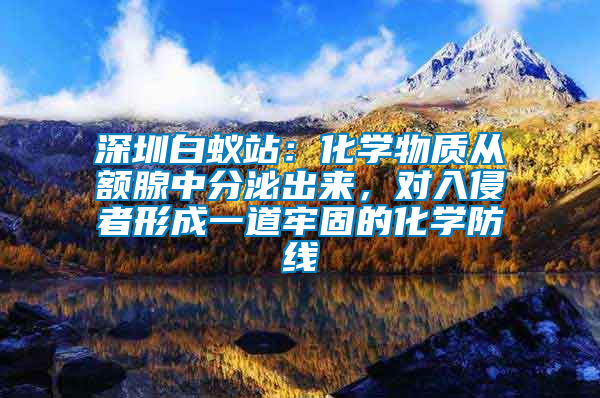 深圳白蟻站：化學物質從額腺中分泌出來，對入侵者形成一道牢固的化學防線
