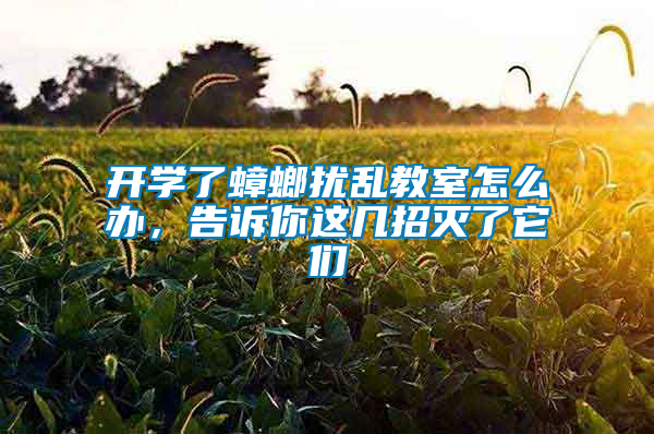 開學了蟑螂擾亂教室怎么辦,告訴你這幾招滅了它們