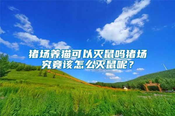 豬場養貓可以滅鼠嗎豬場究竟該怎么滅鼠呢?