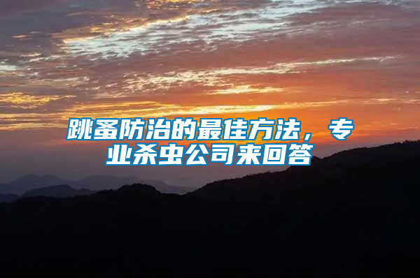 跳蚤防治的最佳方法,專業殺蟲公司來回答