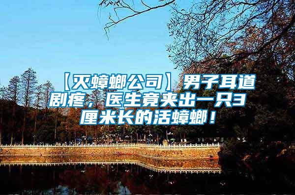 【滅蟑螂公司】男子耳道劇疼，醫生竟夾出一只3厘米長的活蟑螂！