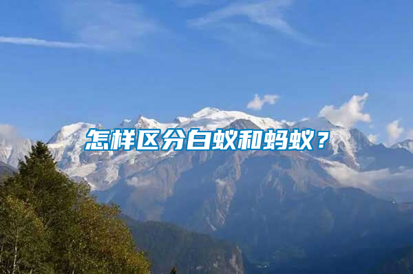 怎樣區(qū)分白蟻和螞蟻？