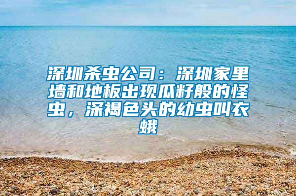 深圳殺蟲公司：深圳家里墻和地板出現瓜籽般的怪蟲，深褐色頭的幼蟲叫衣蛾