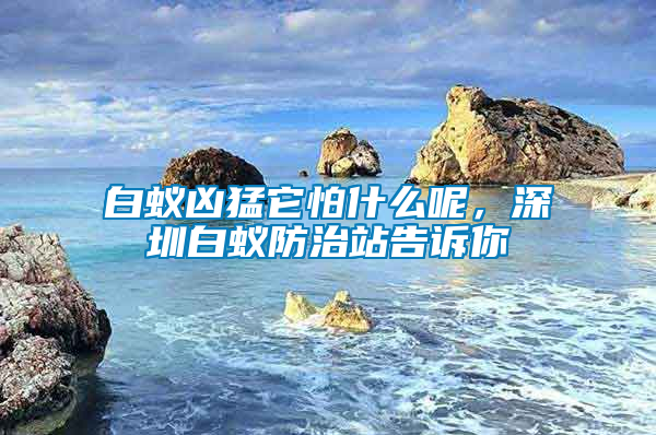白蟻兇猛它怕什么呢,深圳白蟻防治站告訴你