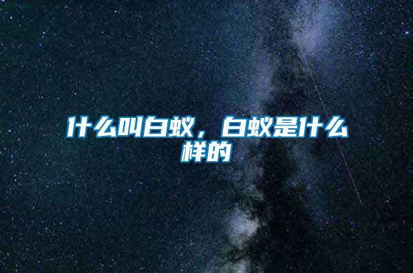 什么叫白蟻，白蟻是什么樣的
