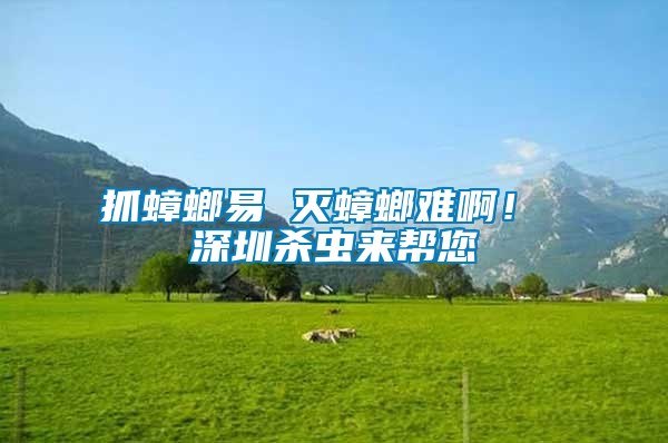 抓蟑螂易 滅蟑螂難啊! 深圳殺蟲來幫您