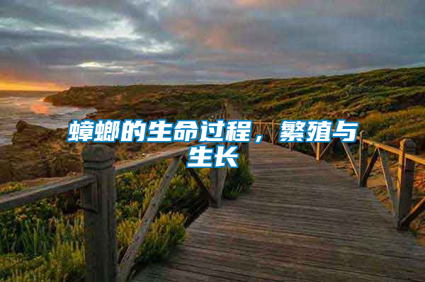 蟑螂的生命過程，繁殖與生長